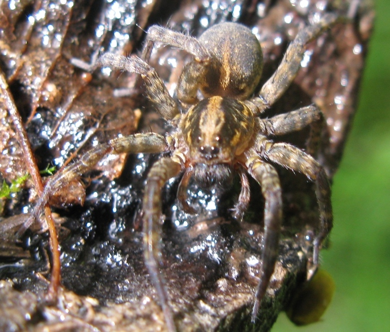 Trochosa sp. - Acquapendente (VT)