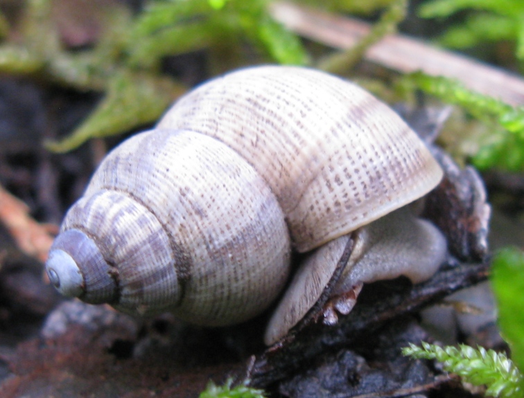 Gastropoda da determinare 6 ?