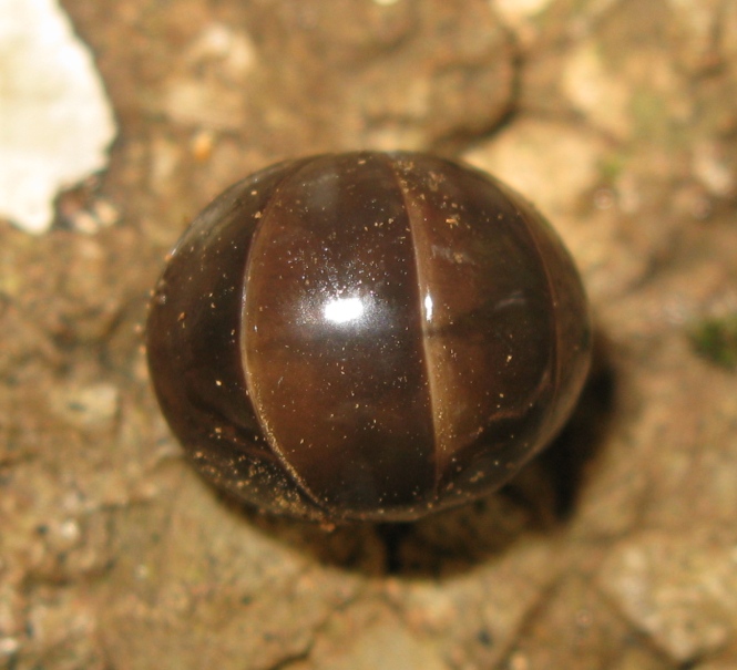 Glomeridae da determinare ?