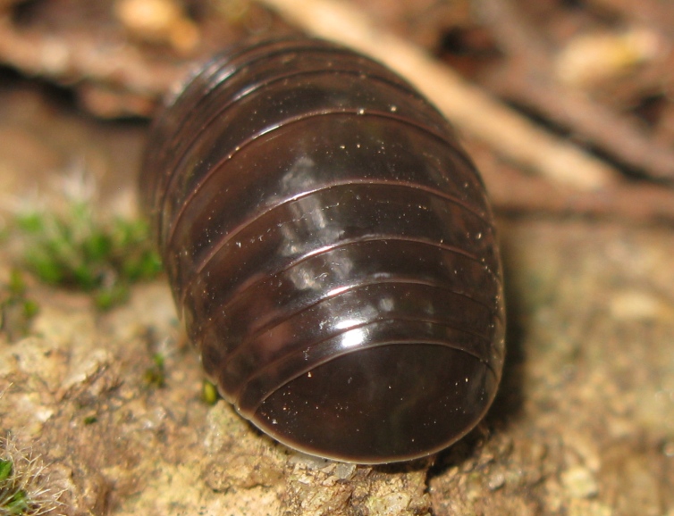 Glomeridae da determinare ?