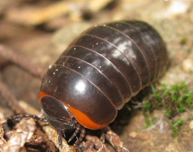 Glomeridae da determinare ?