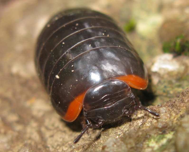 Glomeridae da determinare ?