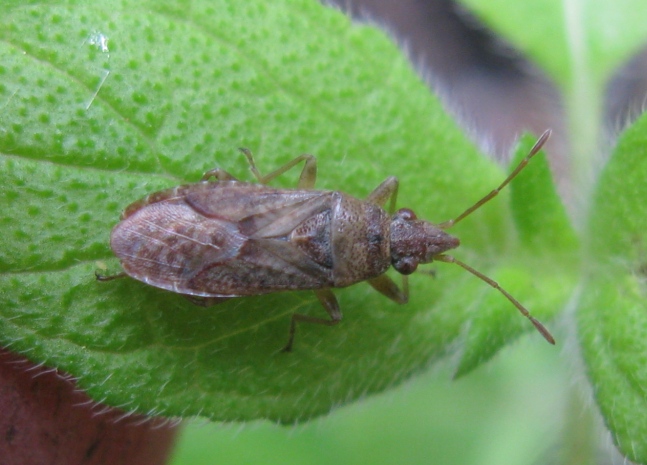 Lygaeidae - Orsillus maculatus del Lazio (VT)