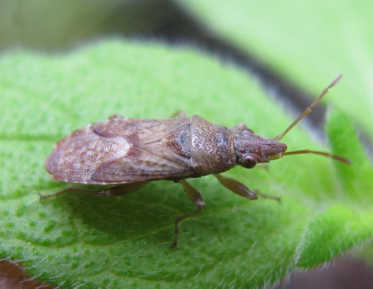 Lygaeidae - Orsillus maculatus del Lazio (VT)