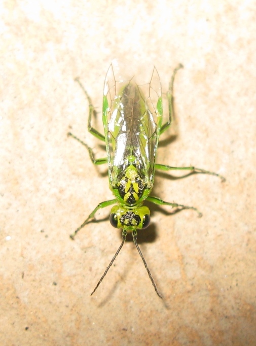 Tenthredinidae - Rhogogaster viridis