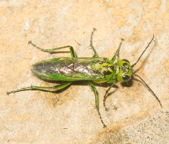 Tenthredinidae - Rhogogaster viridis