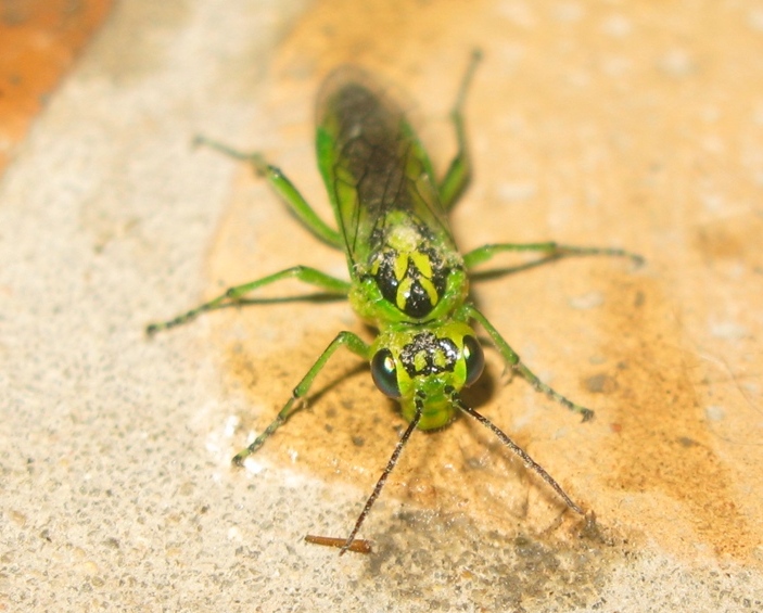 Tenthredinidae - Rhogogaster viridis