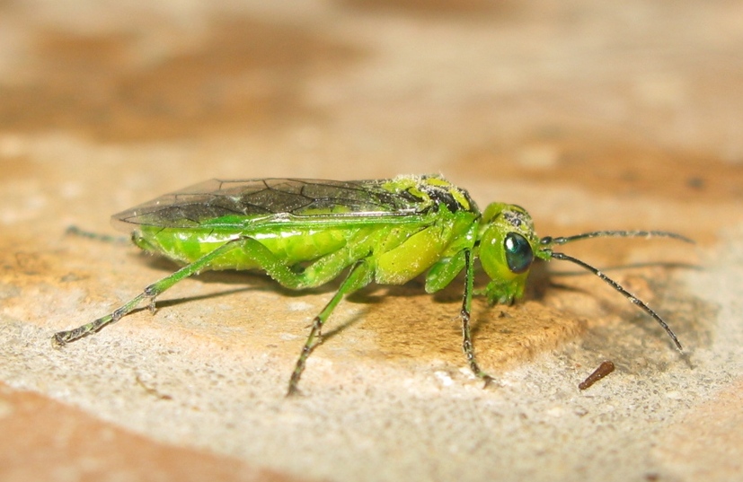 Tenthredinidae - Rhogogaster viridis