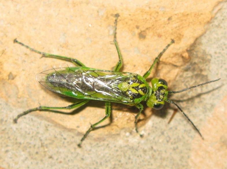 Tenthredinidae - Rhogogaster viridis