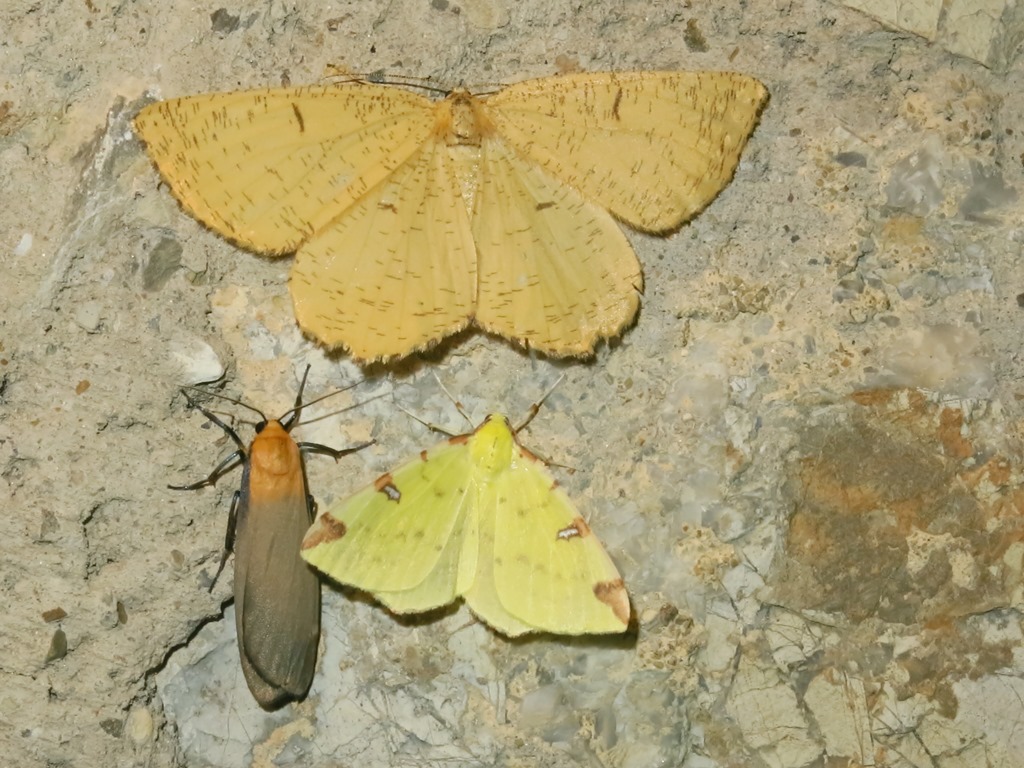 Geometridae - Angerona prunaria? S