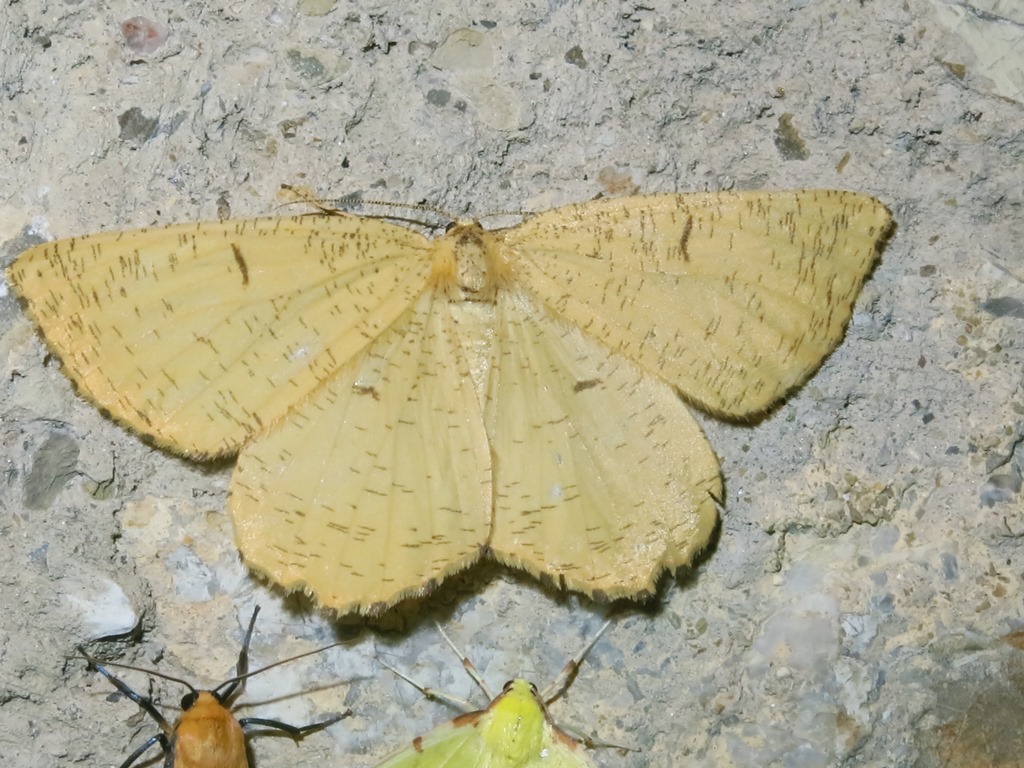 Geometridae - Angerona prunaria? S