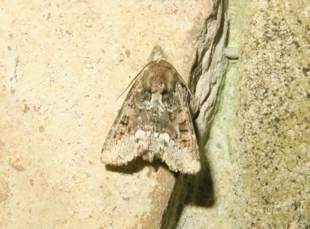 Noctuidae da determinare - Oligia cfr. strigilis