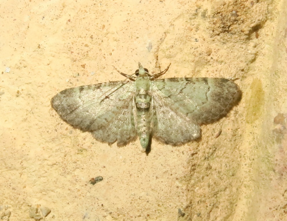 Geometridae da identificare - Pasiphila sp.