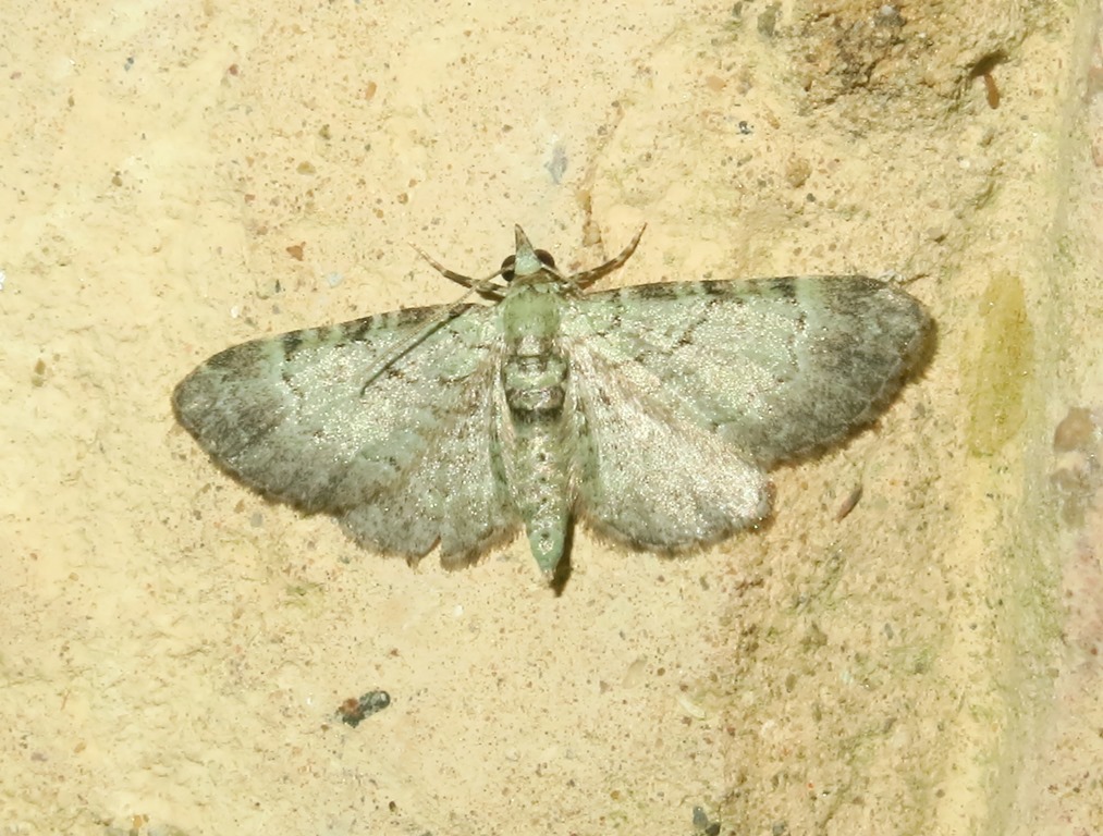 Geometridae da identificare - Pasiphila sp.