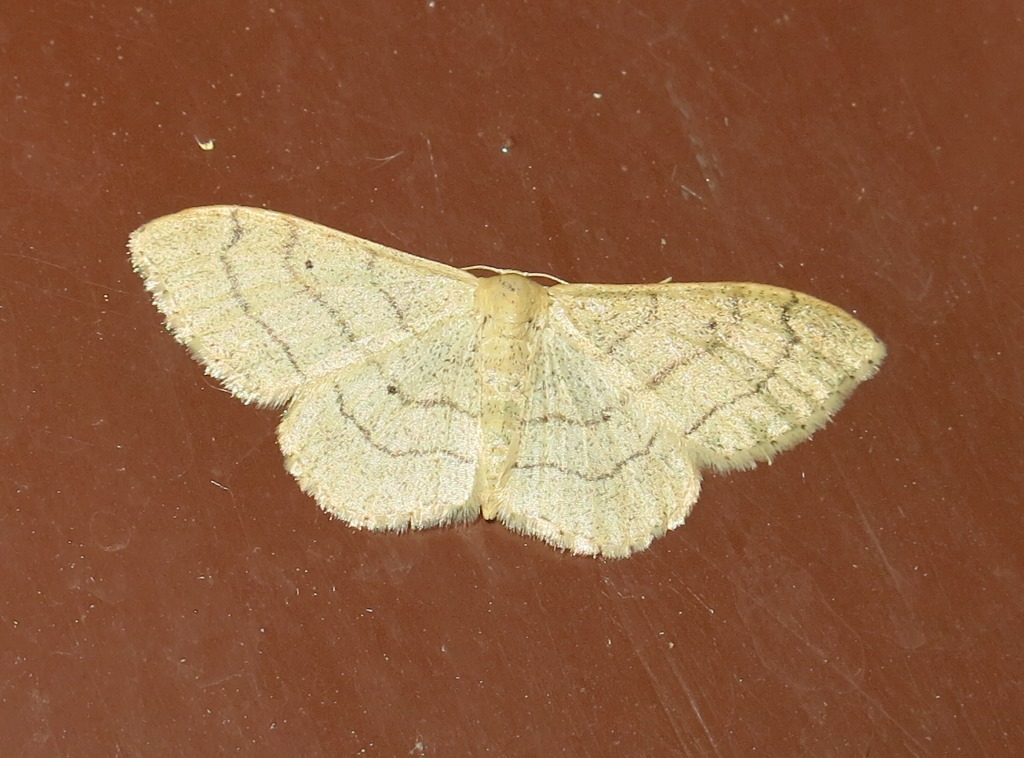 Geometridae - Idaea aversata f. remutata