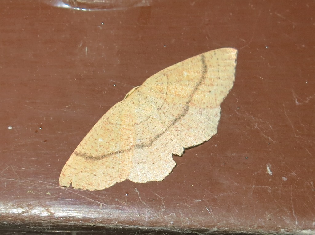 Cyclophora linearia? No, Cyclophora cfr. ruficiliaria