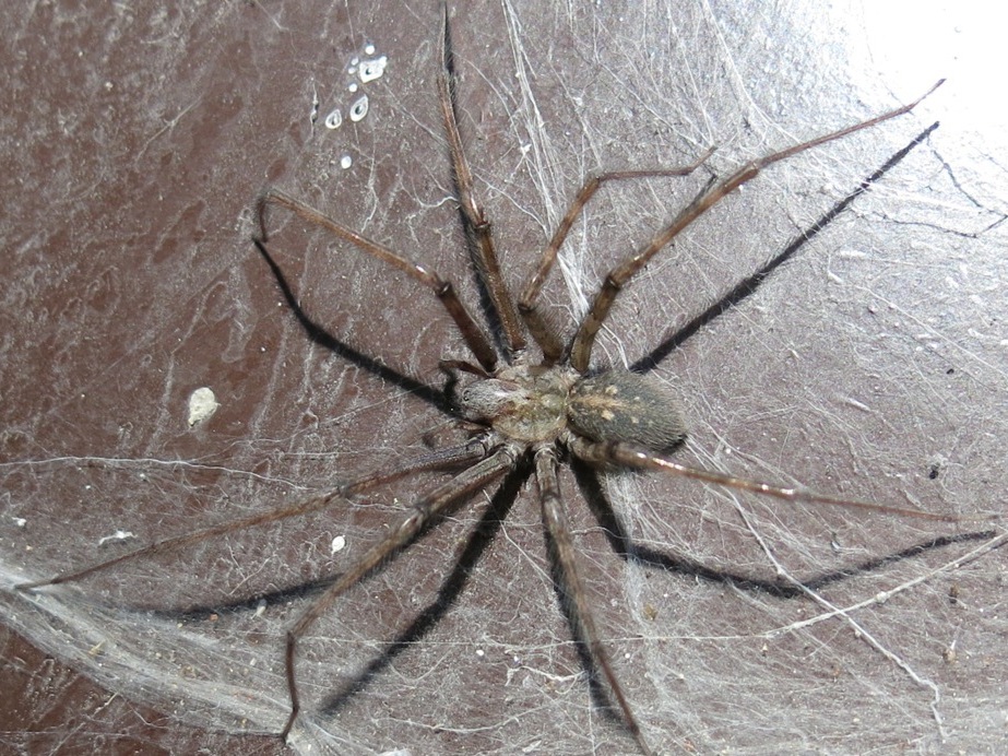 Tegenaria parietina - Acquapendente (VT)