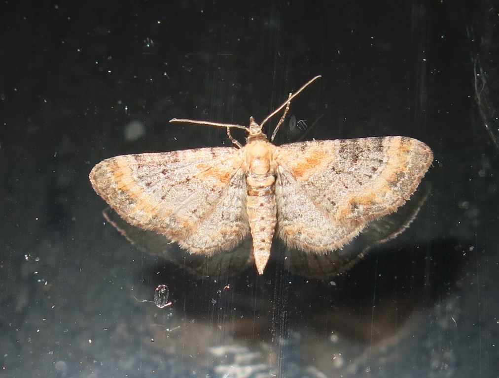 Eupithecia da determinare? Eupithecia linariata