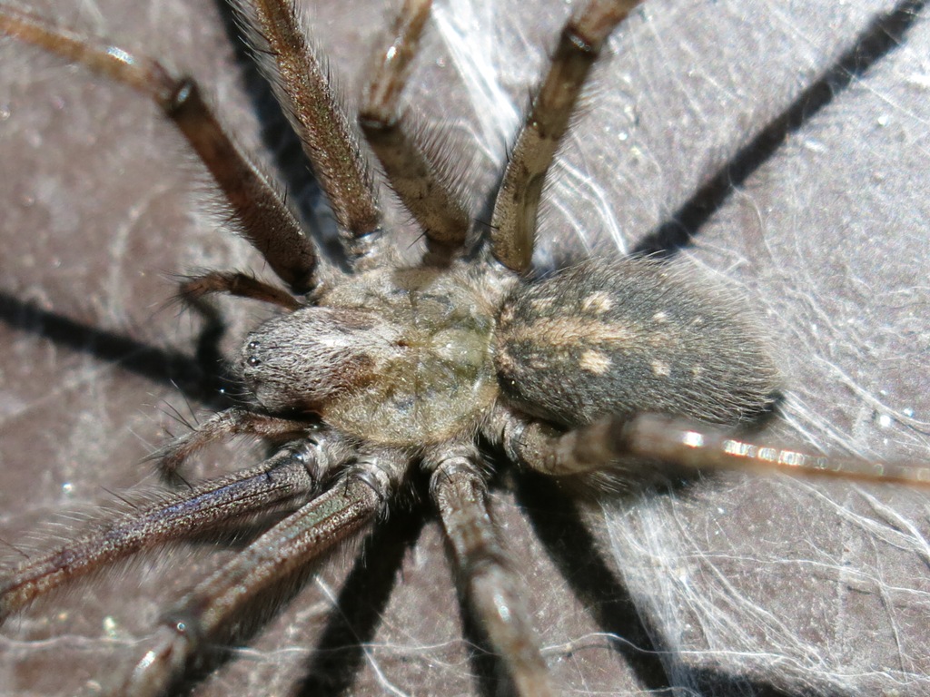 Tegenaria parietina - Acquapendente (VT)