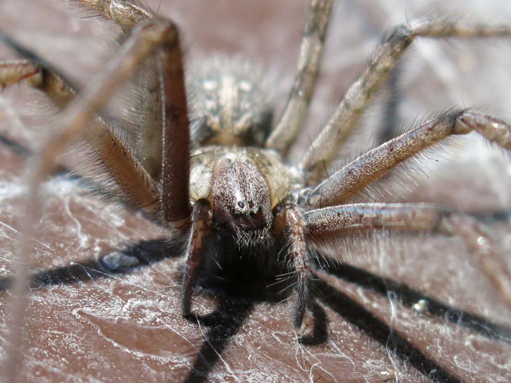 Tegenaria parietina - Acquapendente (VT)