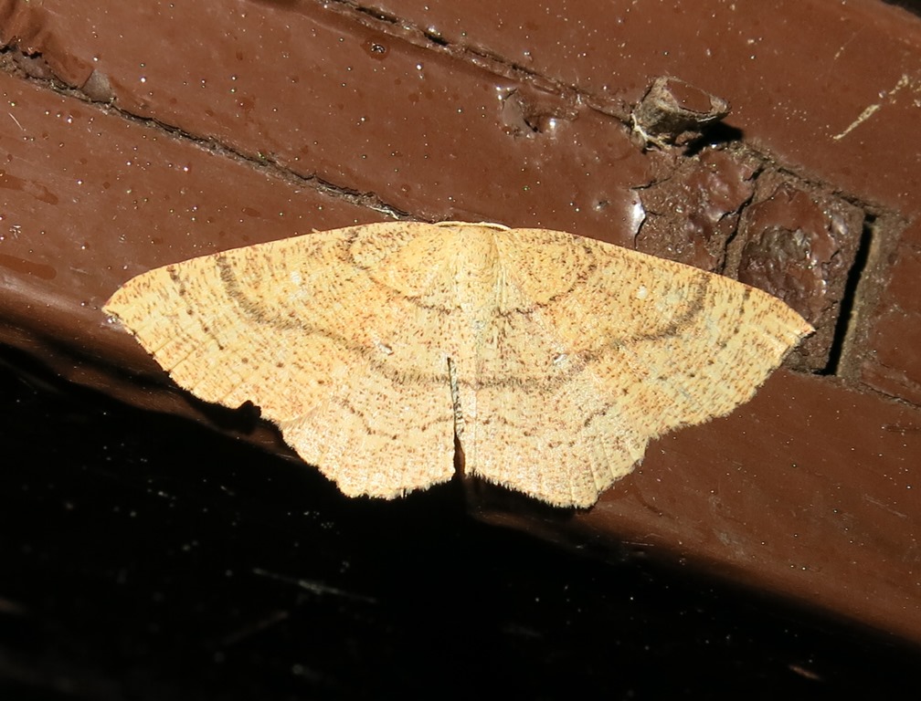 Cyclophora linearia? No, Cyclophora cfr. ruficiliaria