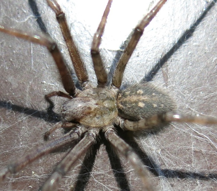 Tegenaria parietina - Acquapendente (VT)