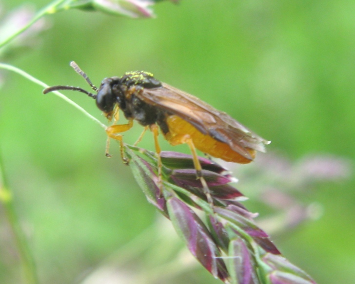 Piccolo tenthredinidae da determinare: Athalia sp.