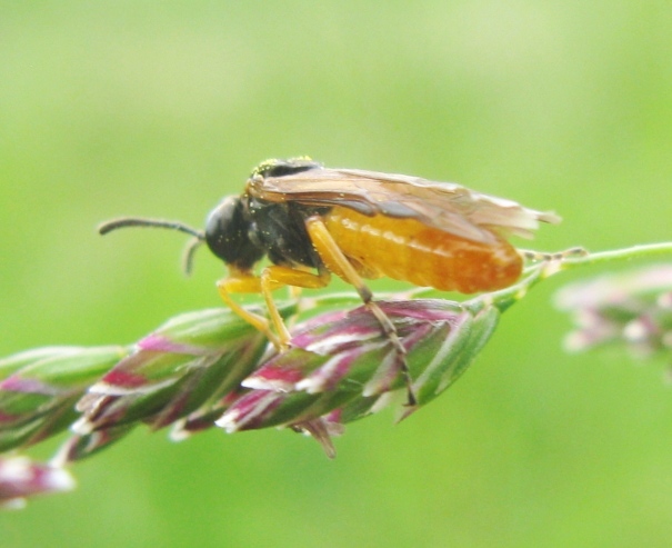 Piccolo tenthredinidae da determinare: Athalia sp.