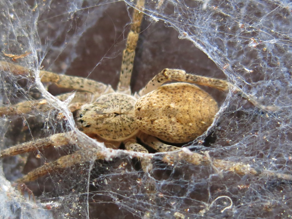 Zoropsis sp. - Acquapendente (VT)