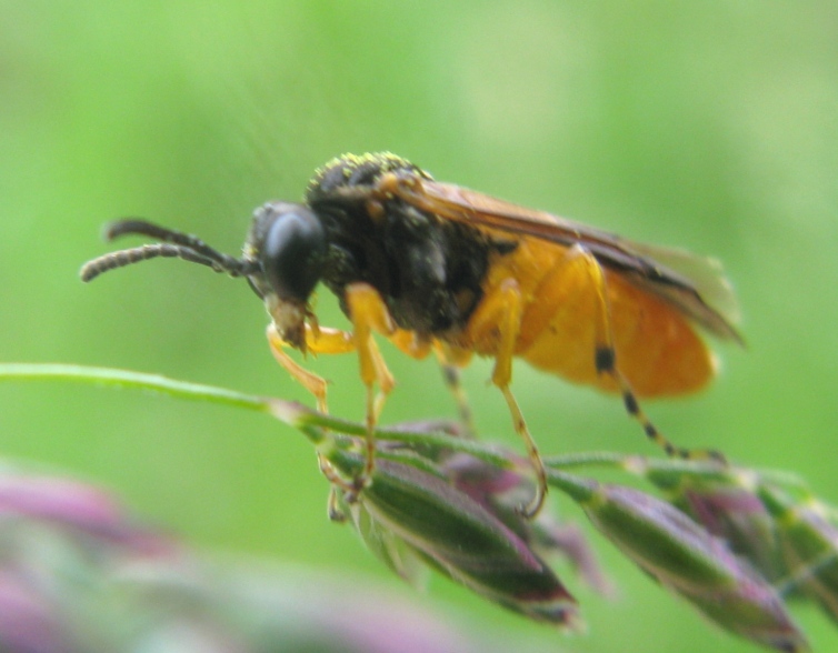 Piccolo tenthredinidae da determinare: Athalia sp.