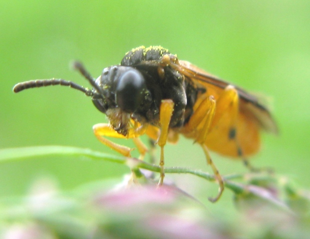 Piccolo tenthredinidae da determinare: Athalia sp.