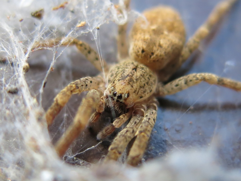 Zoropsis sp. - Acquapendente (VT)