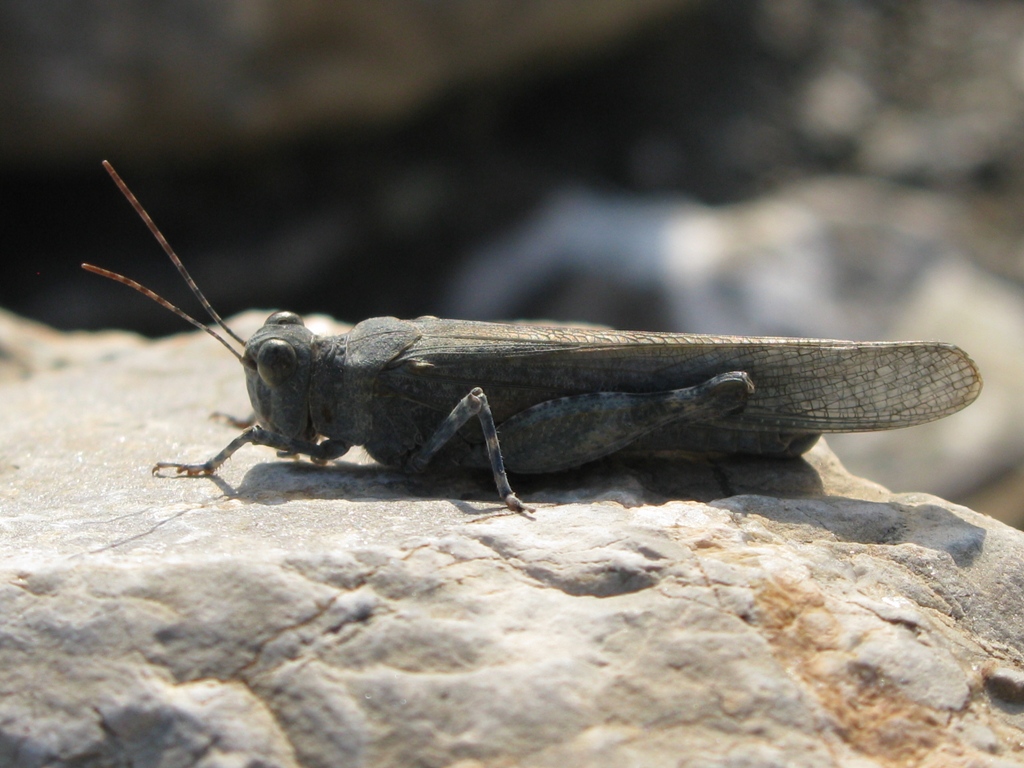 Acrididae da determinare?