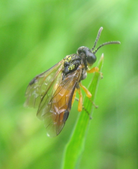 Piccolo tenthredinidae da determinare: Athalia sp.