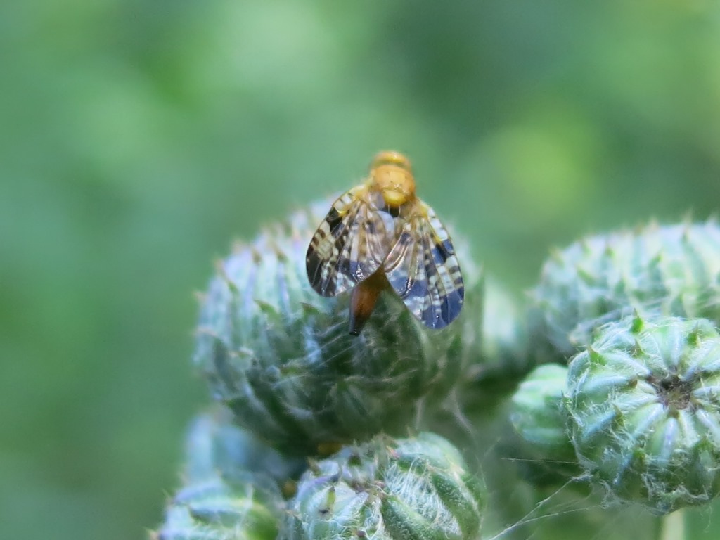 Xyphosia miliaria (Tephritidae)