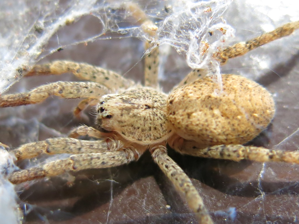 Zoropsis sp. - Acquapendente (VT)