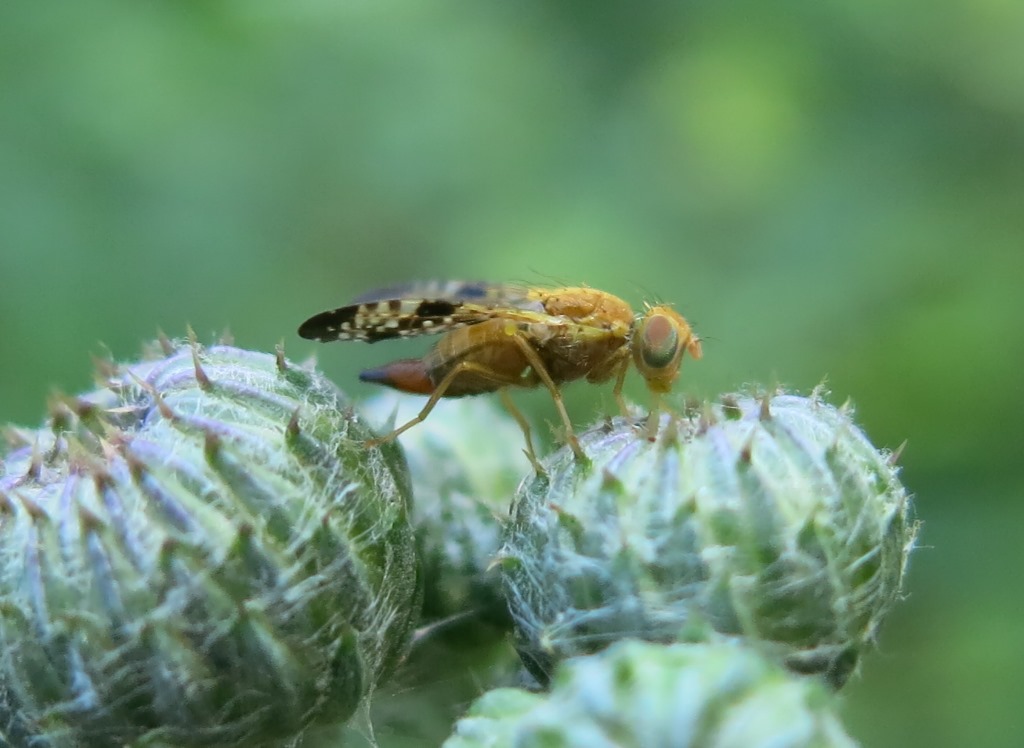 Xyphosia miliaria (Tephritidae)