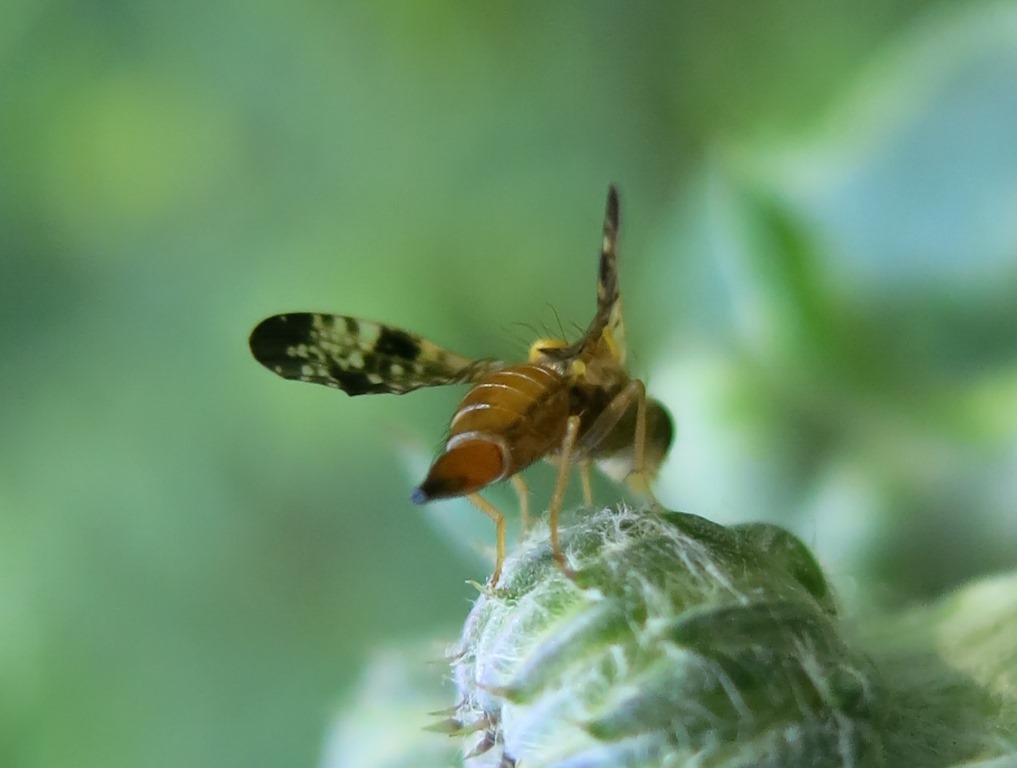 Xyphosia miliaria (Tephritidae)