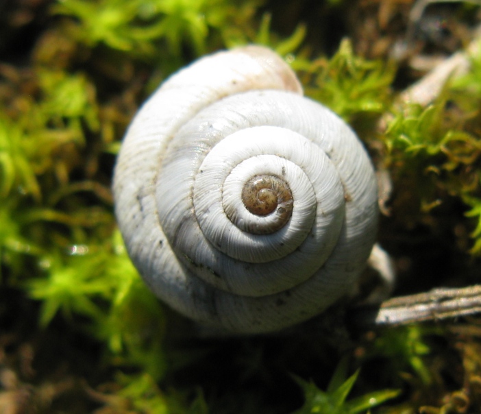 Gastropoda da determinare ?