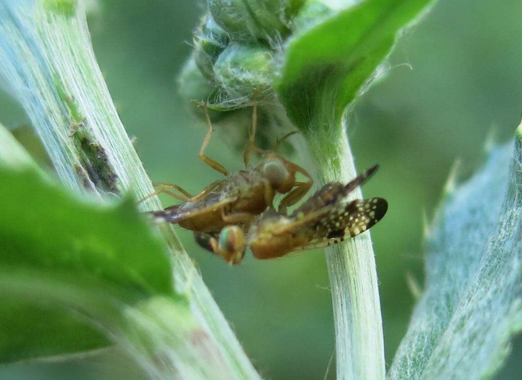 Xyphosia miliaria (Tephritidae)