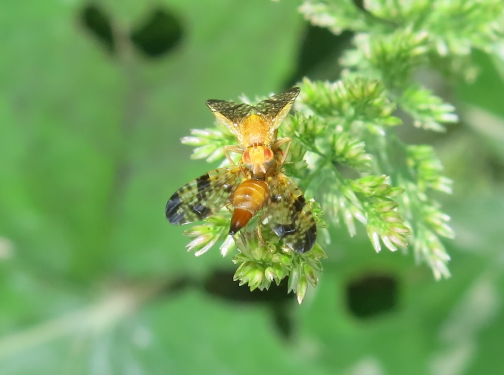 Xyphosia miliaria (Tephritidae)