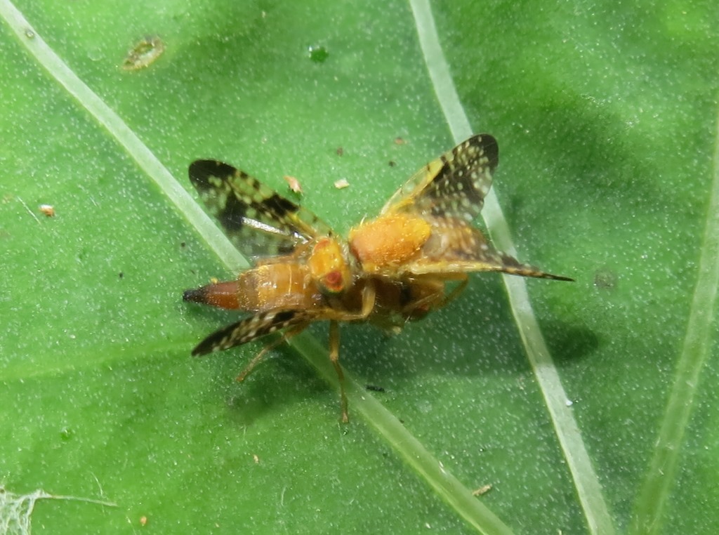 Xyphosia miliaria (Tephritidae)