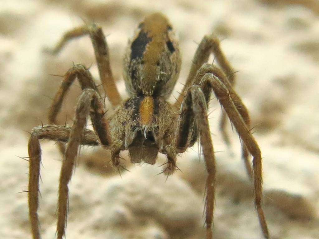 Pisaura sp. - Acquapendente (VT)