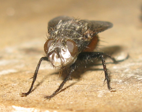 Tachinidae da determinare ?