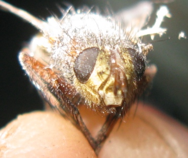 Tachinidae da determinare ?