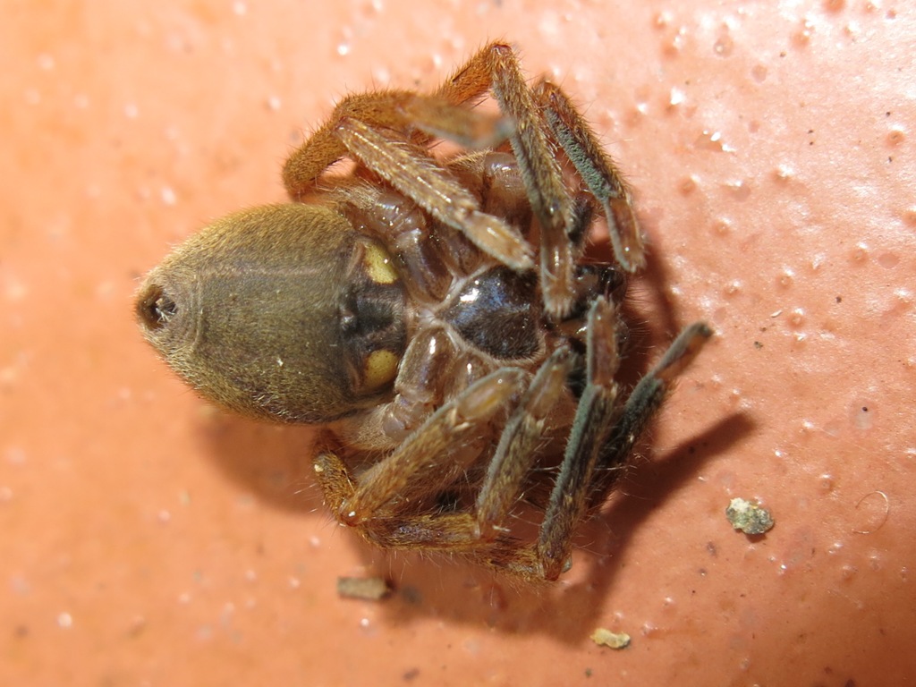 Olios argelasius - Acquapendente (VT)