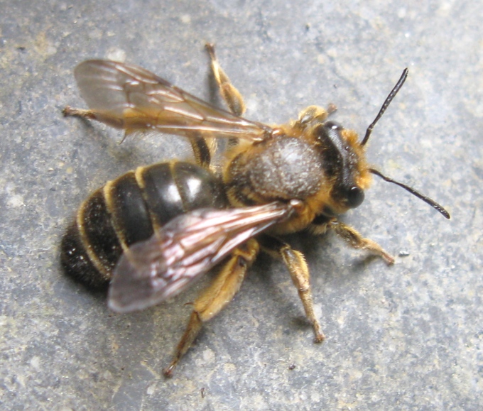 femmina di Andrena flavipes (Apidae Andreninae)