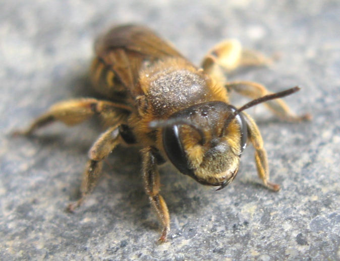 femmina di Andrena flavipes (Apidae Andreninae)