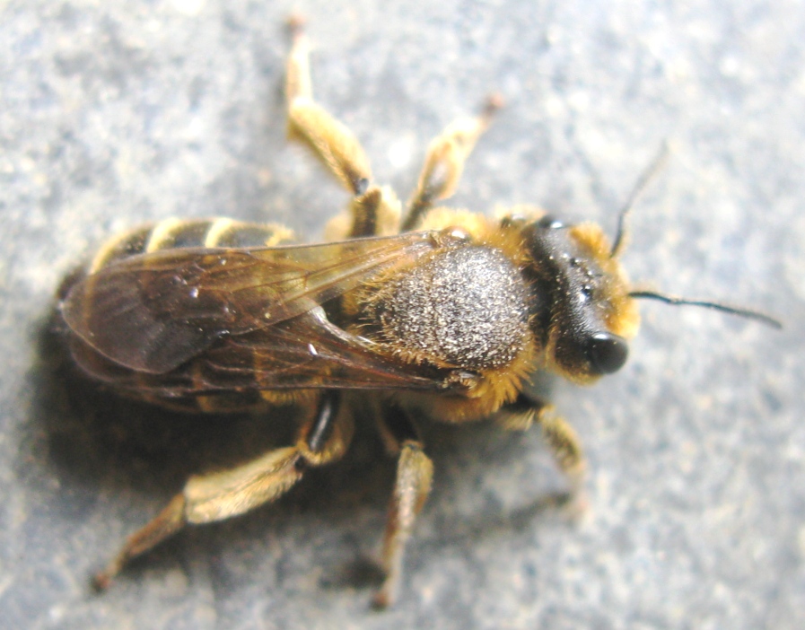 femmina di Andrena flavipes (Apidae Andreninae)