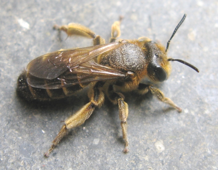 femmina di Andrena flavipes (Apidae Andreninae)